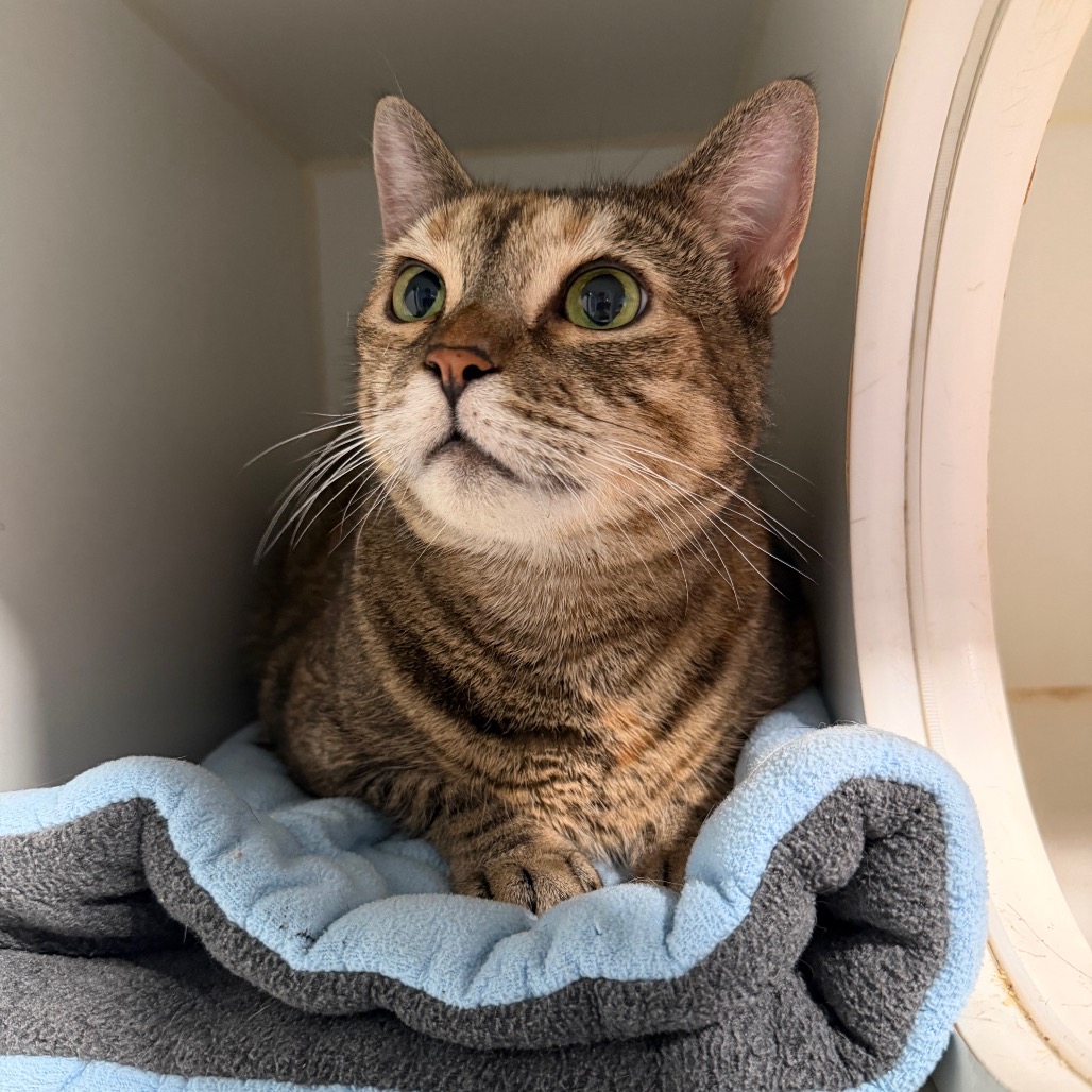 LOLA - Domestic Shorthair for adoption in Stamford