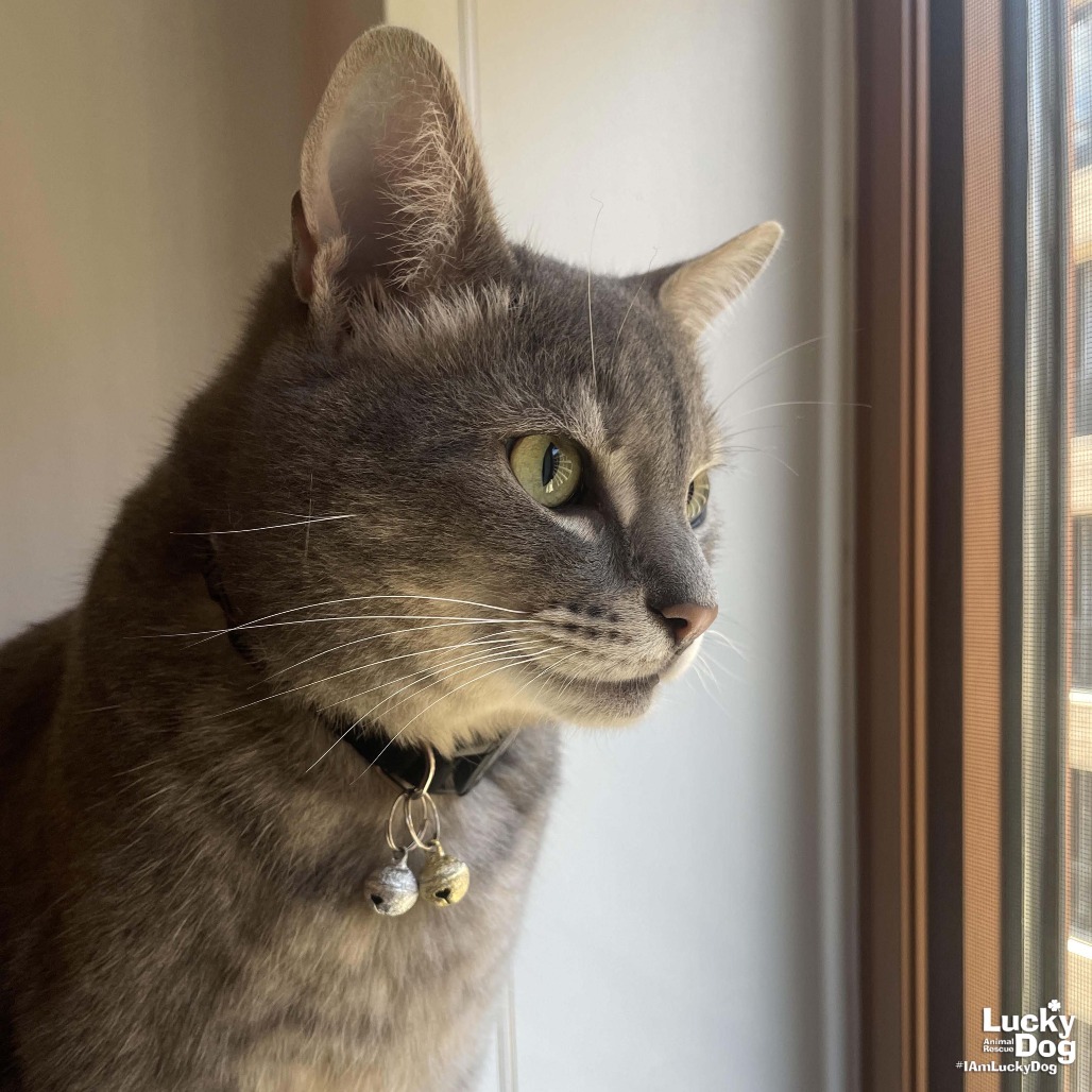 ASTRO - Domestic Shorthair available for adoption
