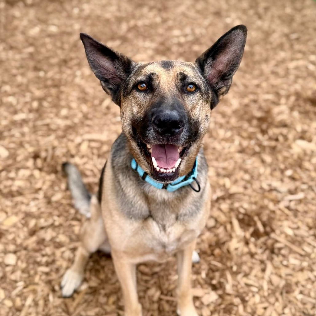 German Shepherd