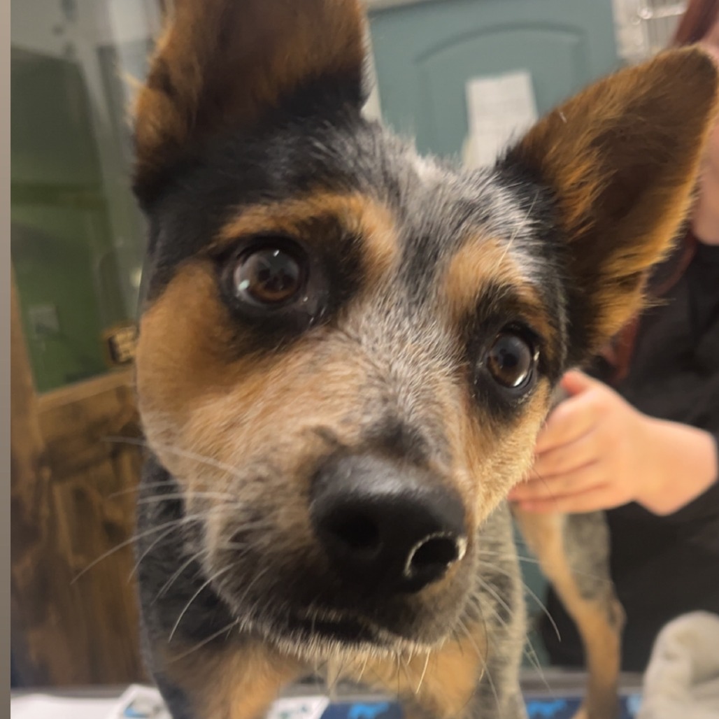 Maya — thumbnail 2