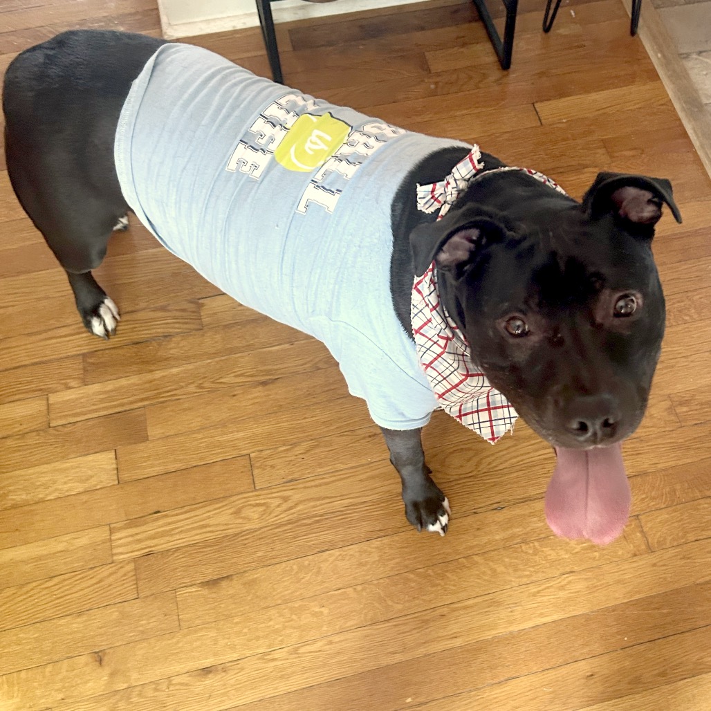 Bowser, photo 40