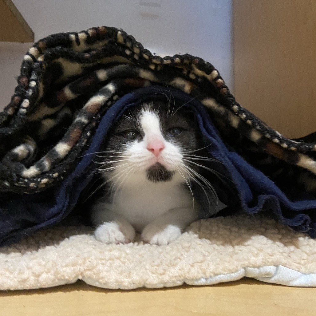 PEANUT - Domestic Shorthair available for adoption