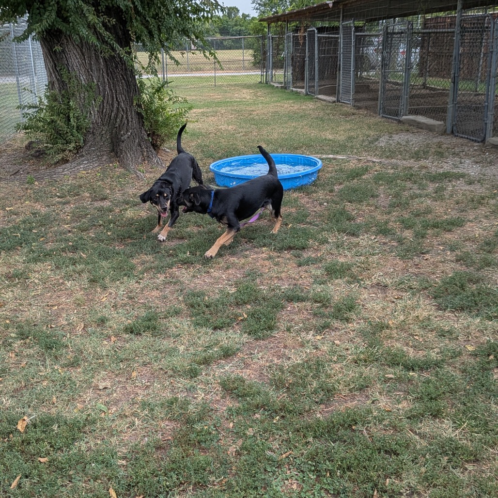 Nova photo 7