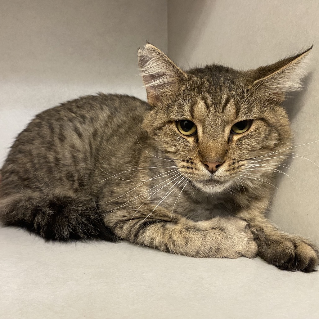 GRIZZLEY - Domestic Shorthair available for adoption