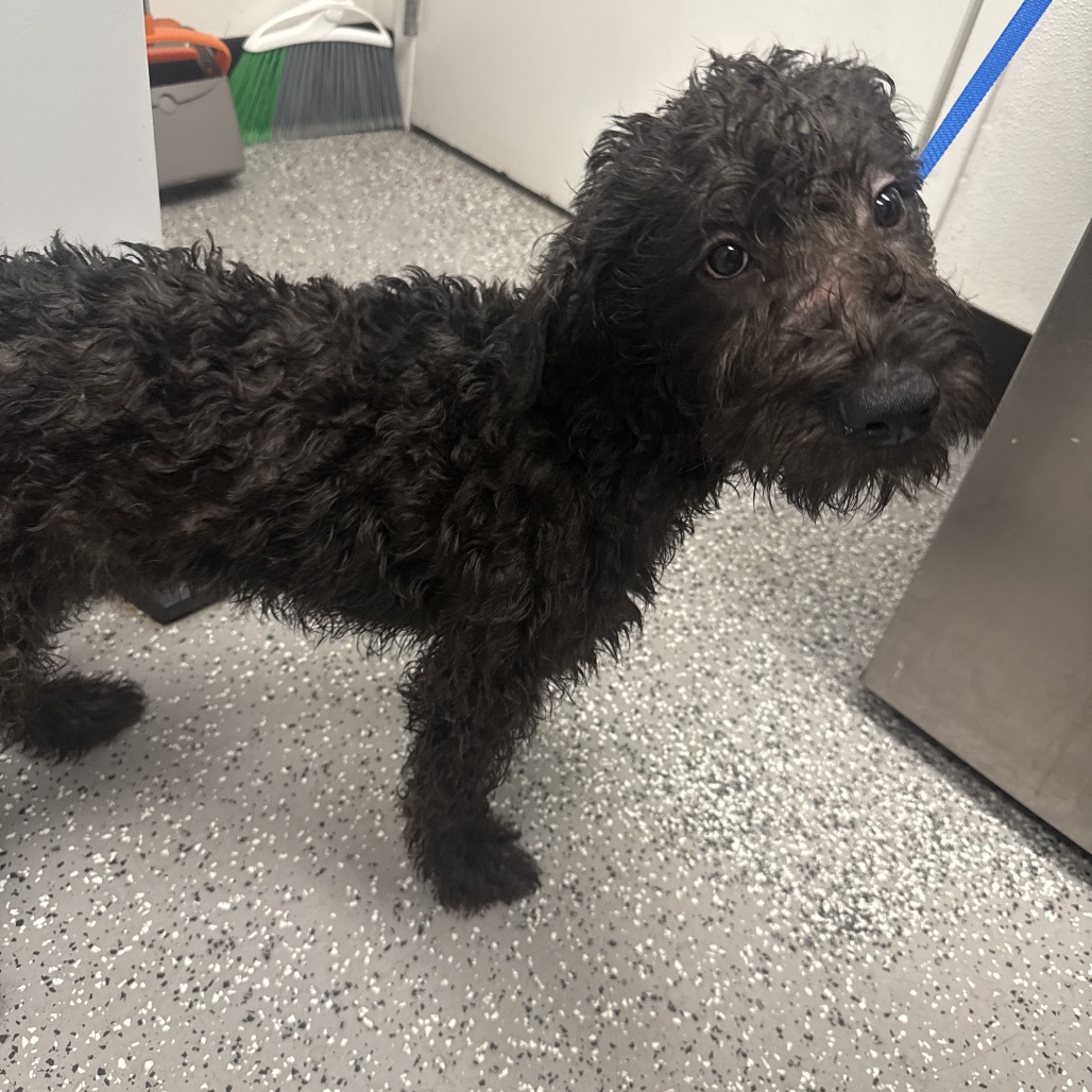 BUMBLE - Poodle available for adoption
