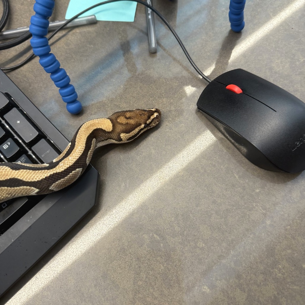 Photo of Tsuchinoko 12