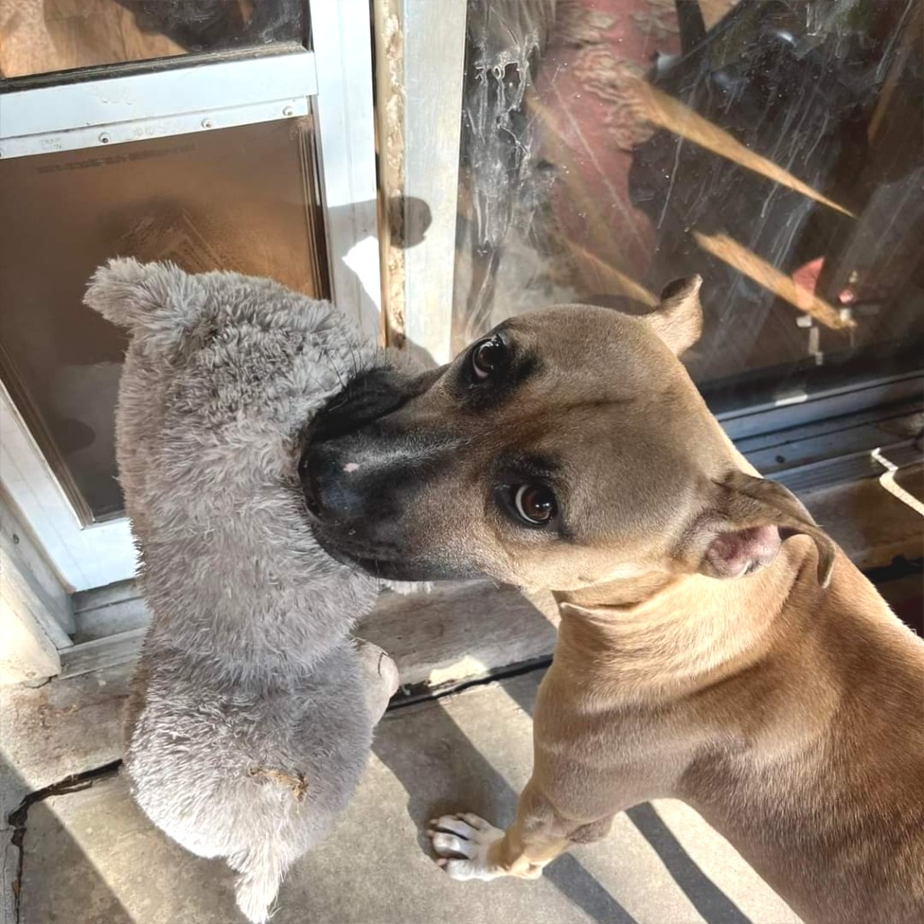 Fanboy — thumbnail 11