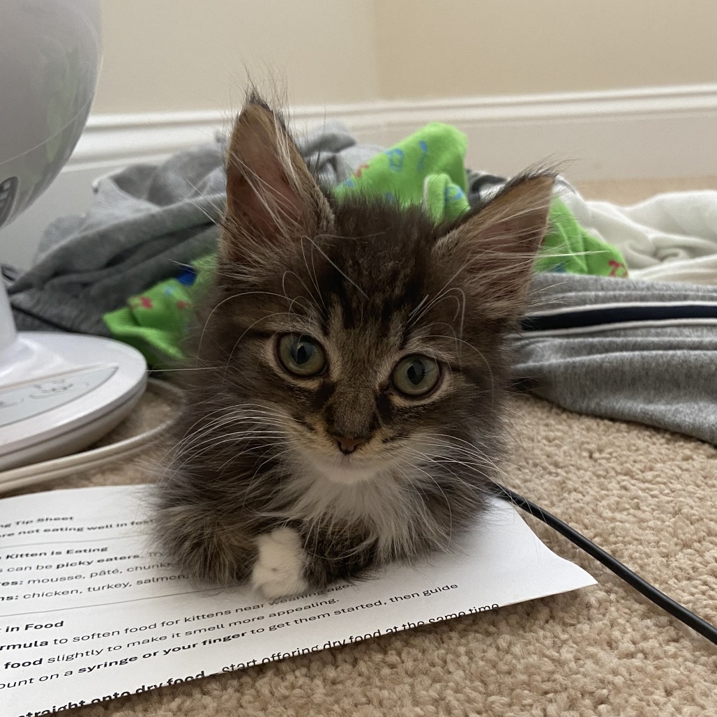 FLOOF - Domestic Medium Hair available for adoption