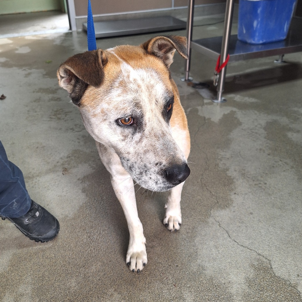 Kennel#15 Rusty's preview photo