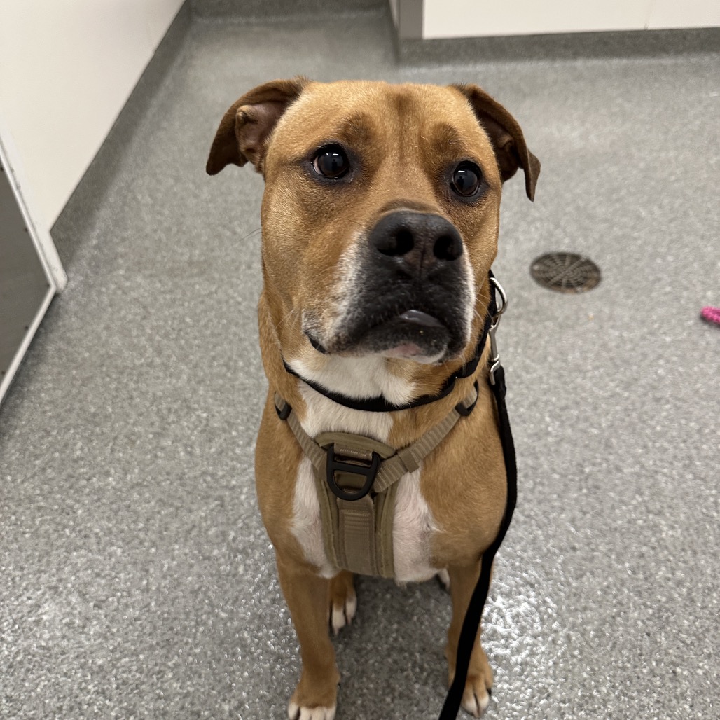 Saint (PAWS Alumni: Ken) — thumbnail 4