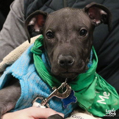 OPALITE - Terrier / Mix available for adoption