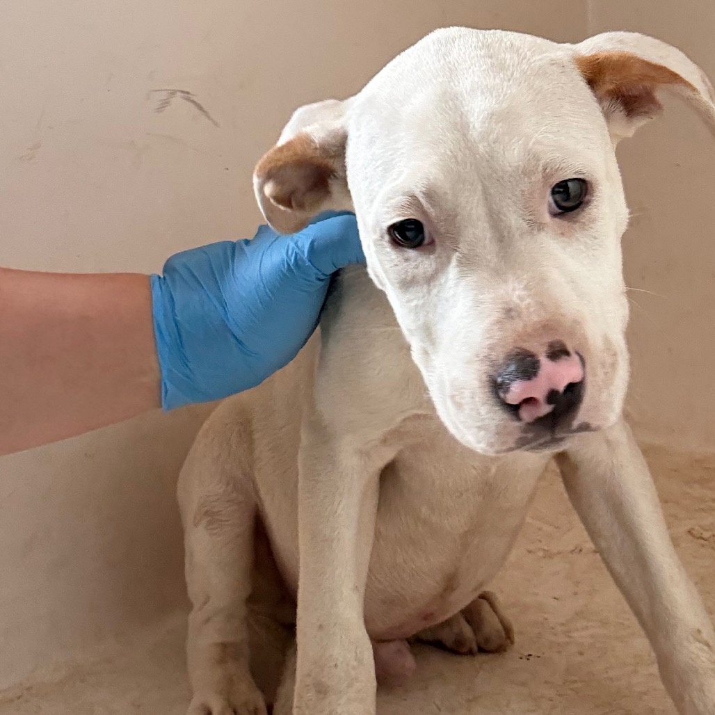 Pit Bull