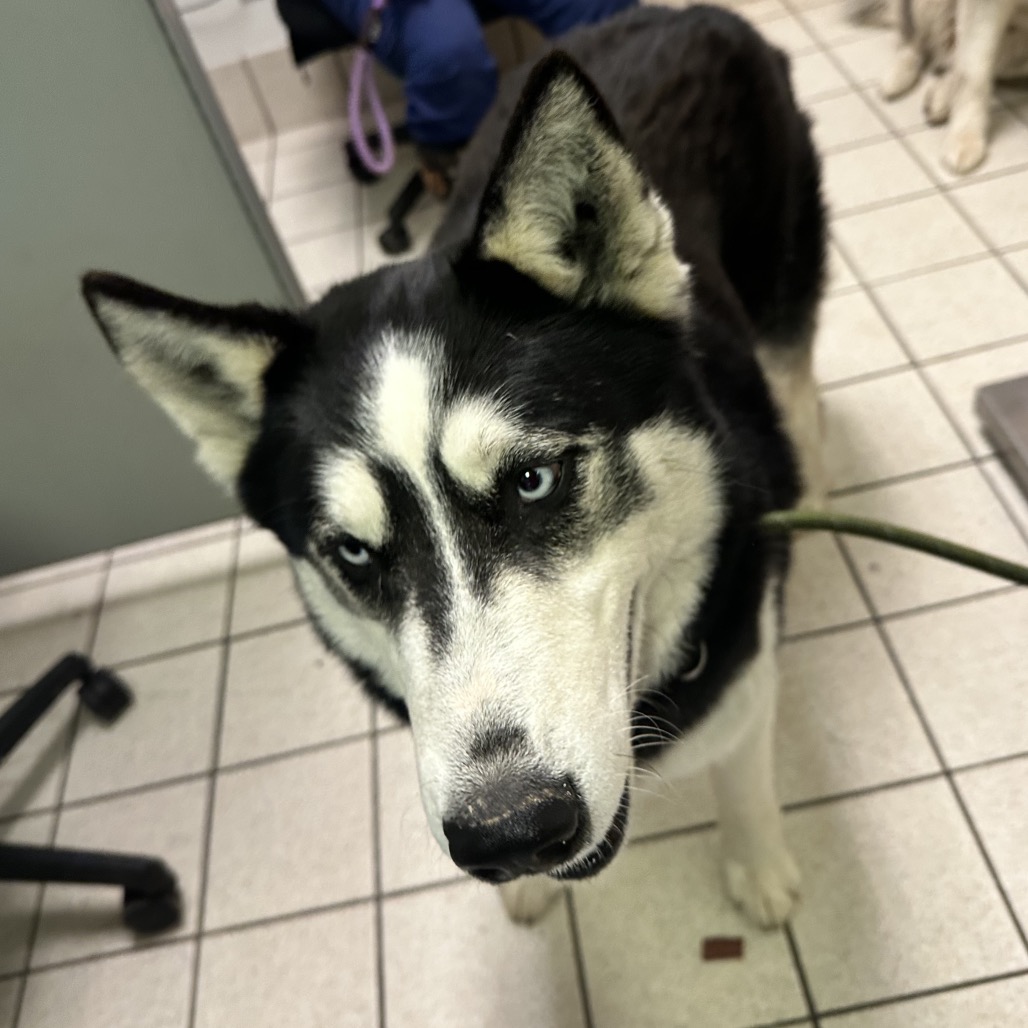 Canada's Shane Hollander — thumbnail 3