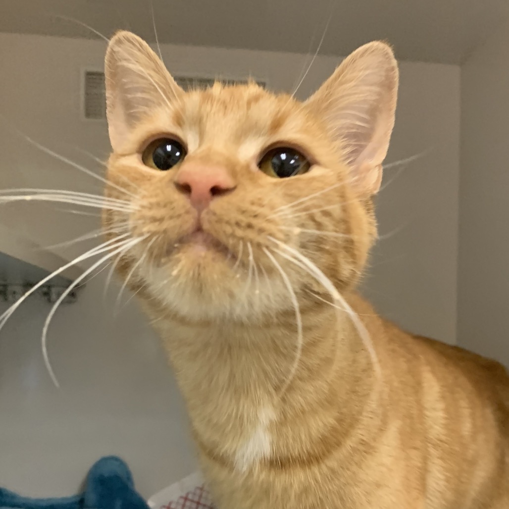 Dora - Domestic Shorthair