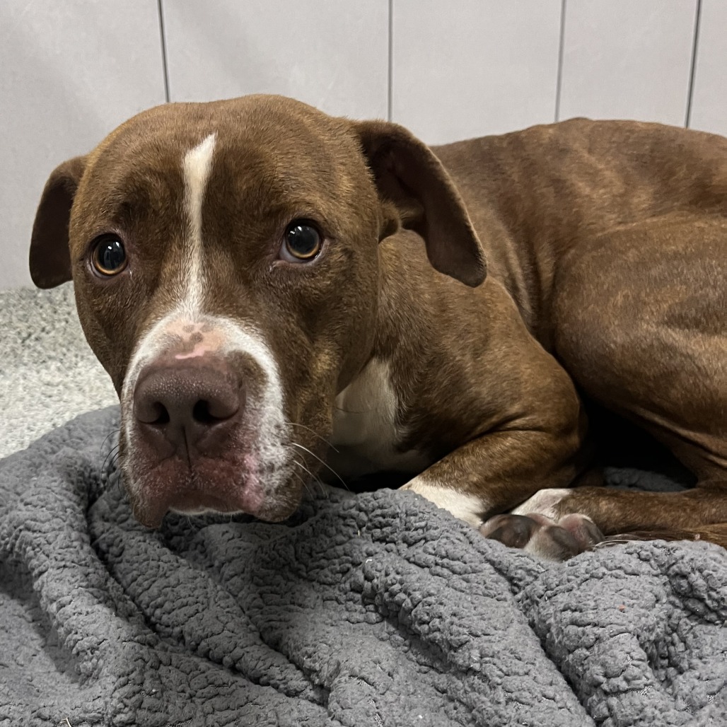 Azalea — thumbnail 4