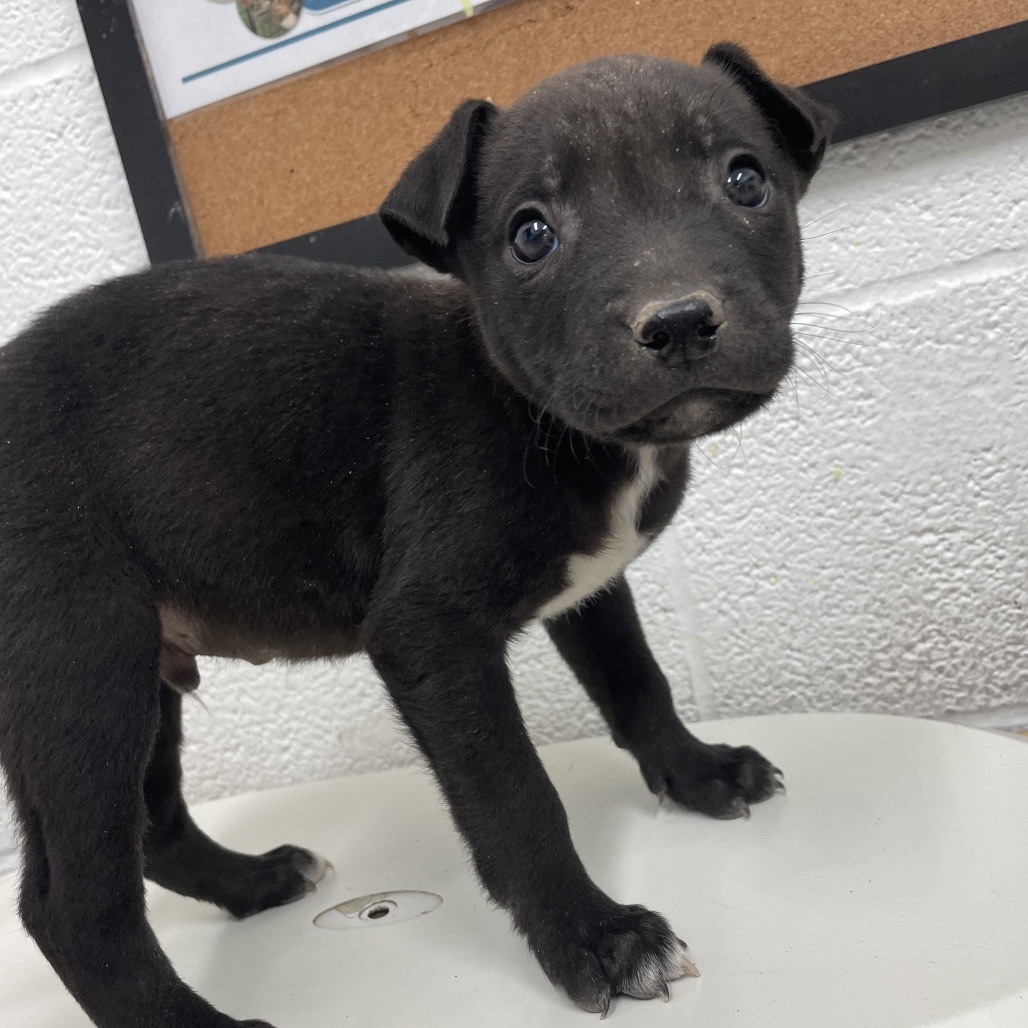 ZEUS - Terrier / American Staffordshire available for adoption