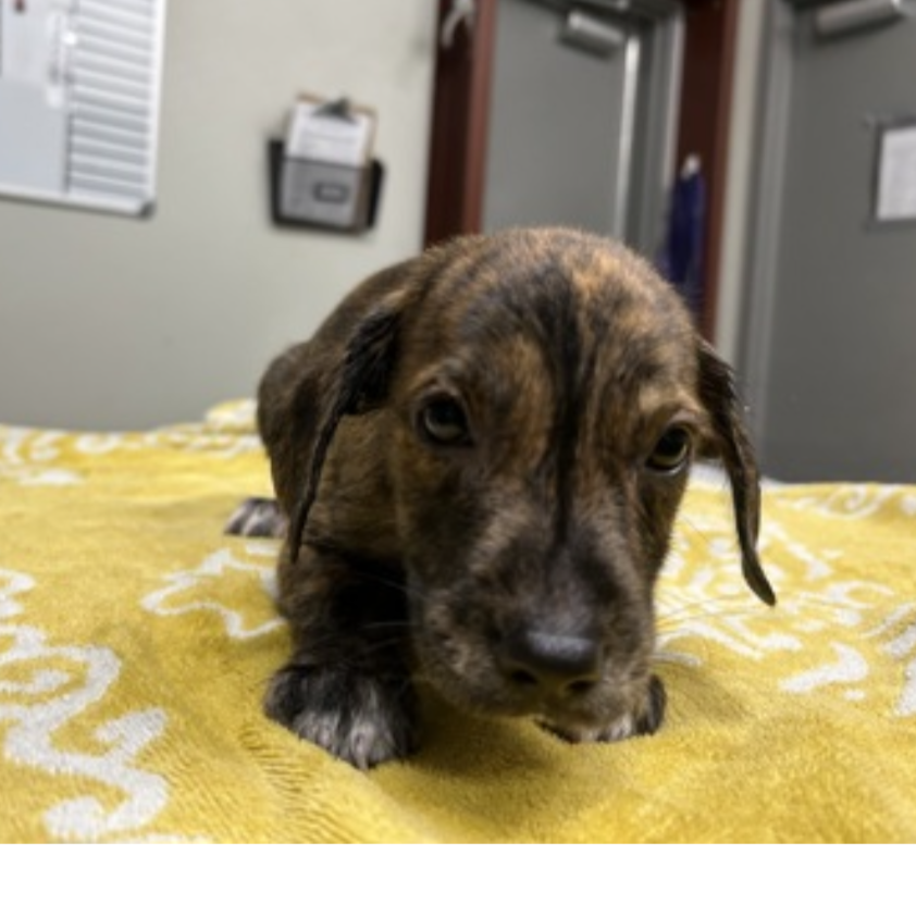 CARL - Hound / Mixed Breed (Small) available for adoption