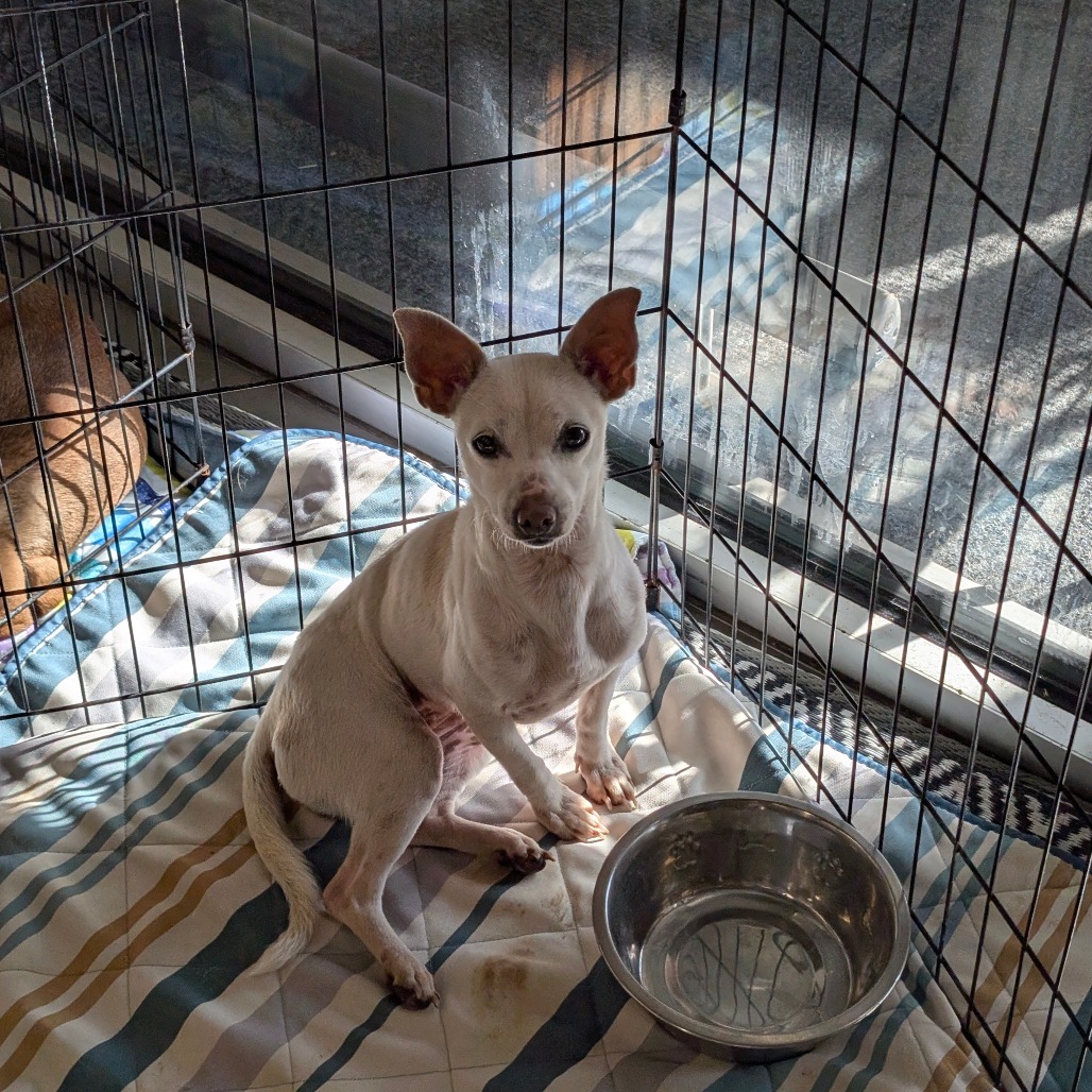 Opal — thumbnail 3