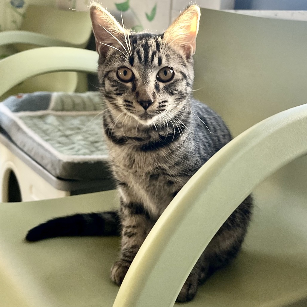 Leo