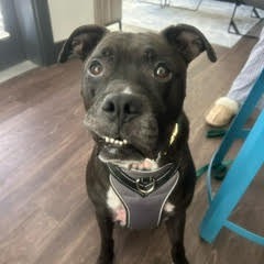 Frank, photo 12