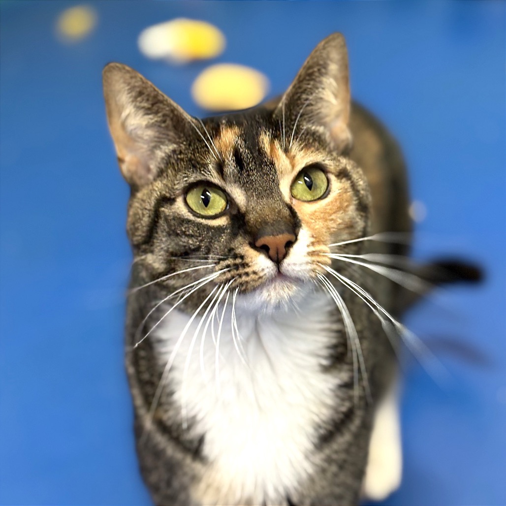 Another portrait of Coraline