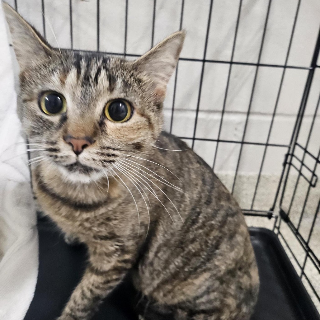 PATRICIA CAKES - Domestic Shorthair available for adoption