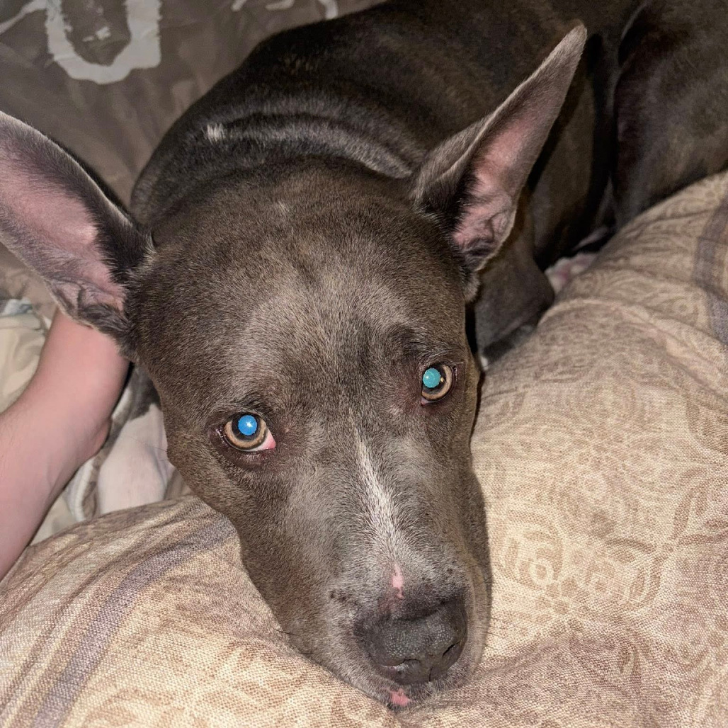 Photo of King Beetle 38