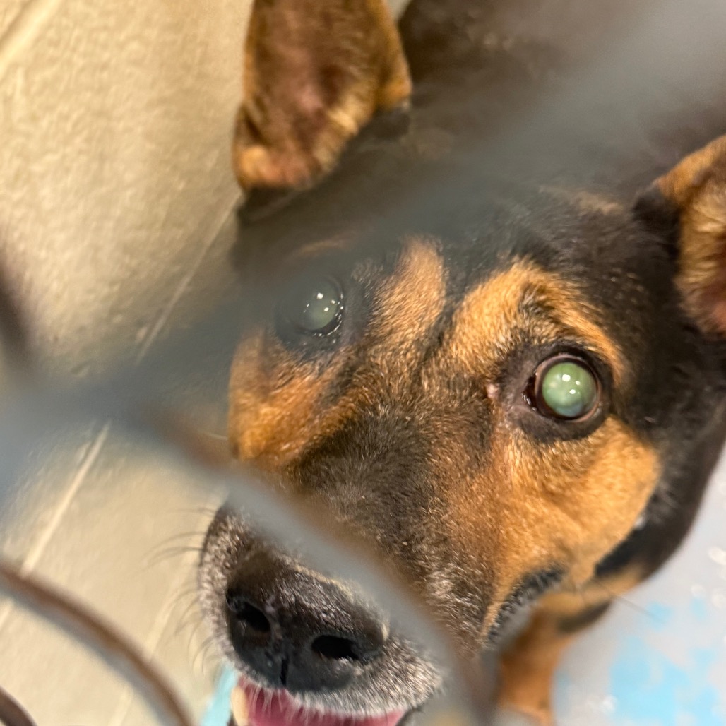 Dixie — thumbnail 2