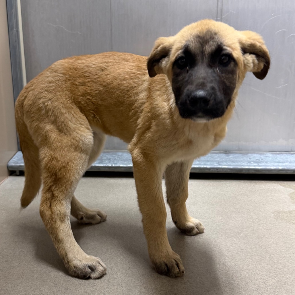 Quarantine#4 Sierra's preview photo