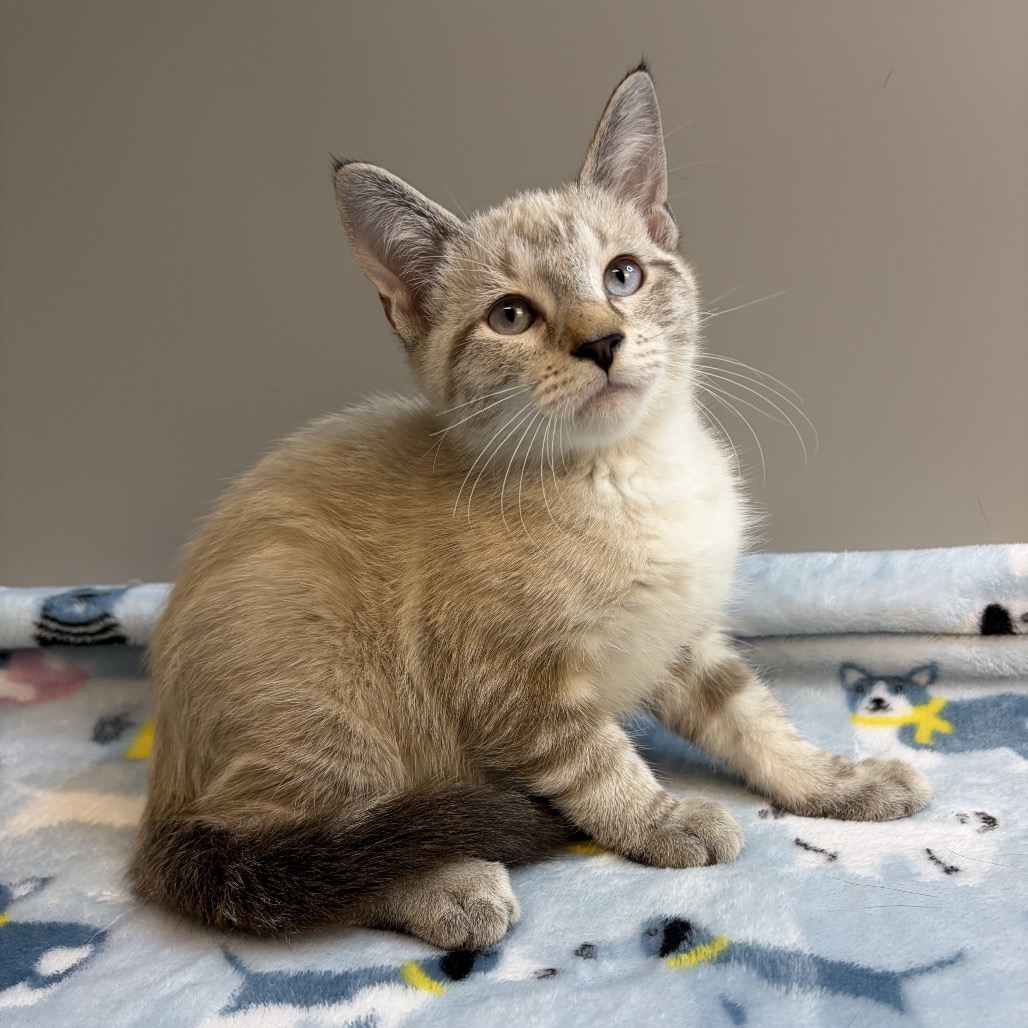 BUTTER - Siamese available for adoption