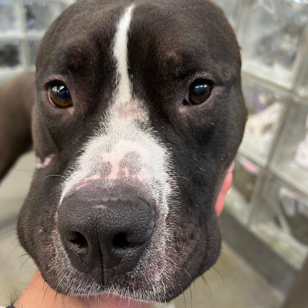 Photo of Sapphire 12