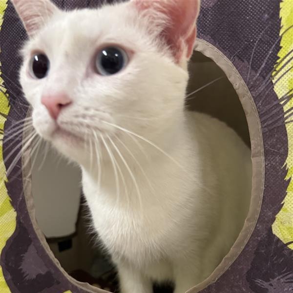 Star Shine: Female 18 Domestic Shorthair