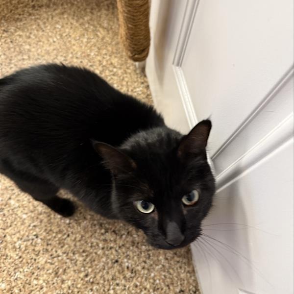 Thackeray picture #4