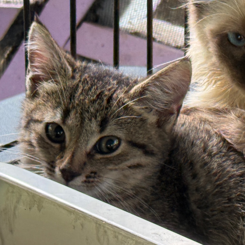 Maple (formerly C4) Image