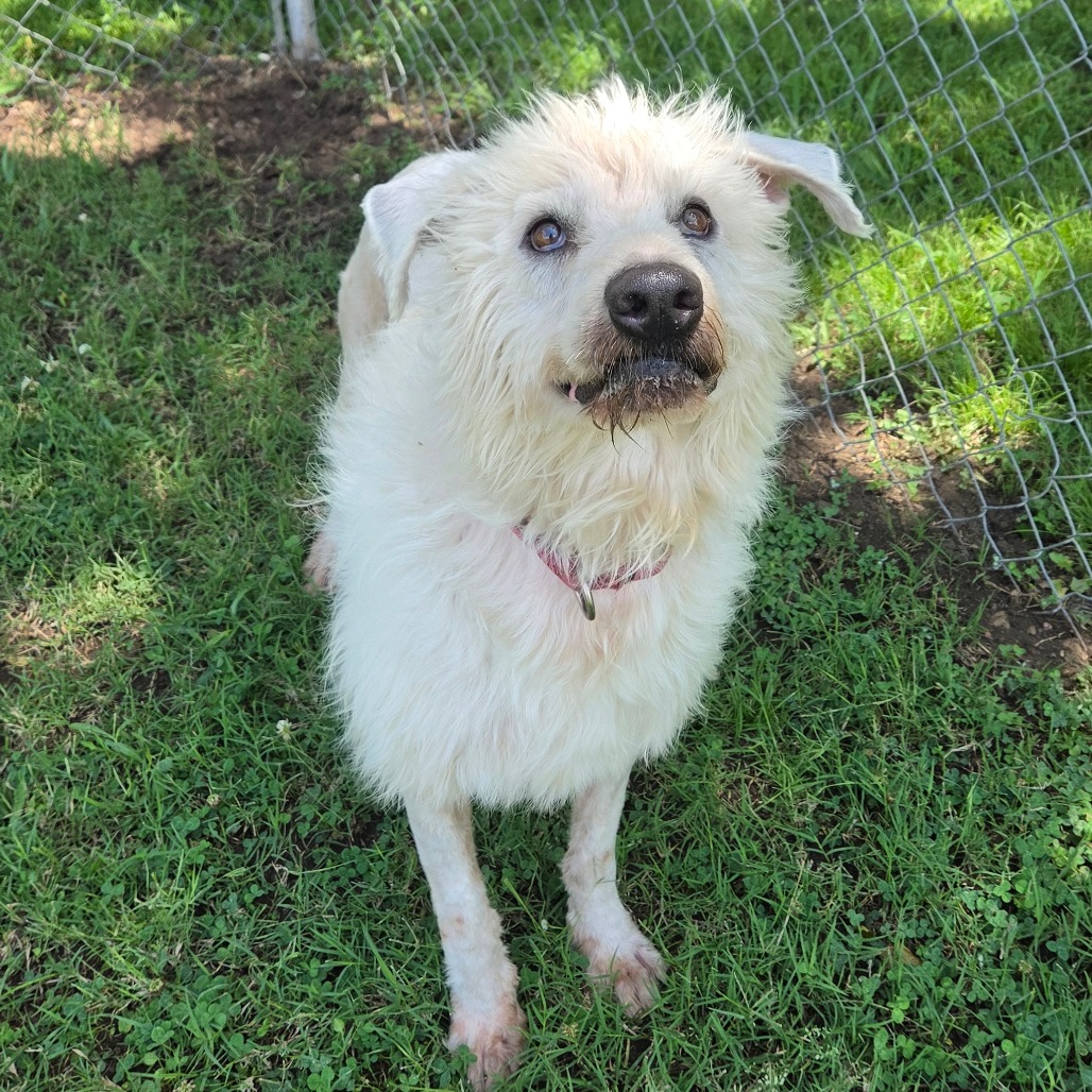 Shaggy photo 21