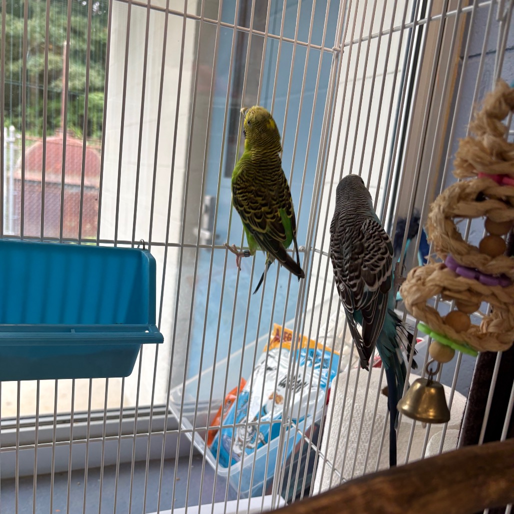 Falcon, photo 4