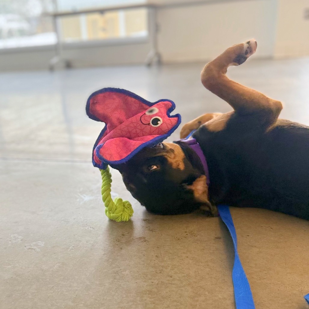 Photo of Kettlecorn 3