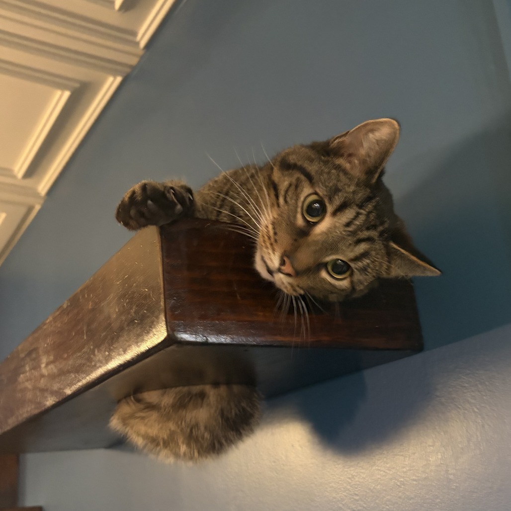Buddy, photo 7