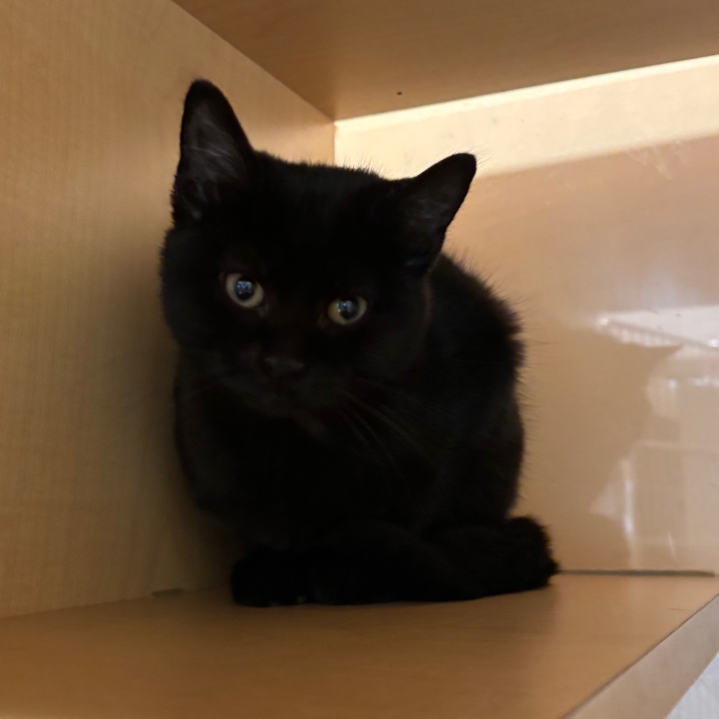 DOECHII - Domestic Shorthair available for adoption