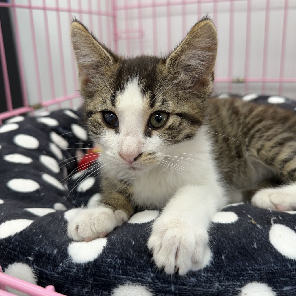 BREADCRUMBS - Domestic Shorthair available for adoption
