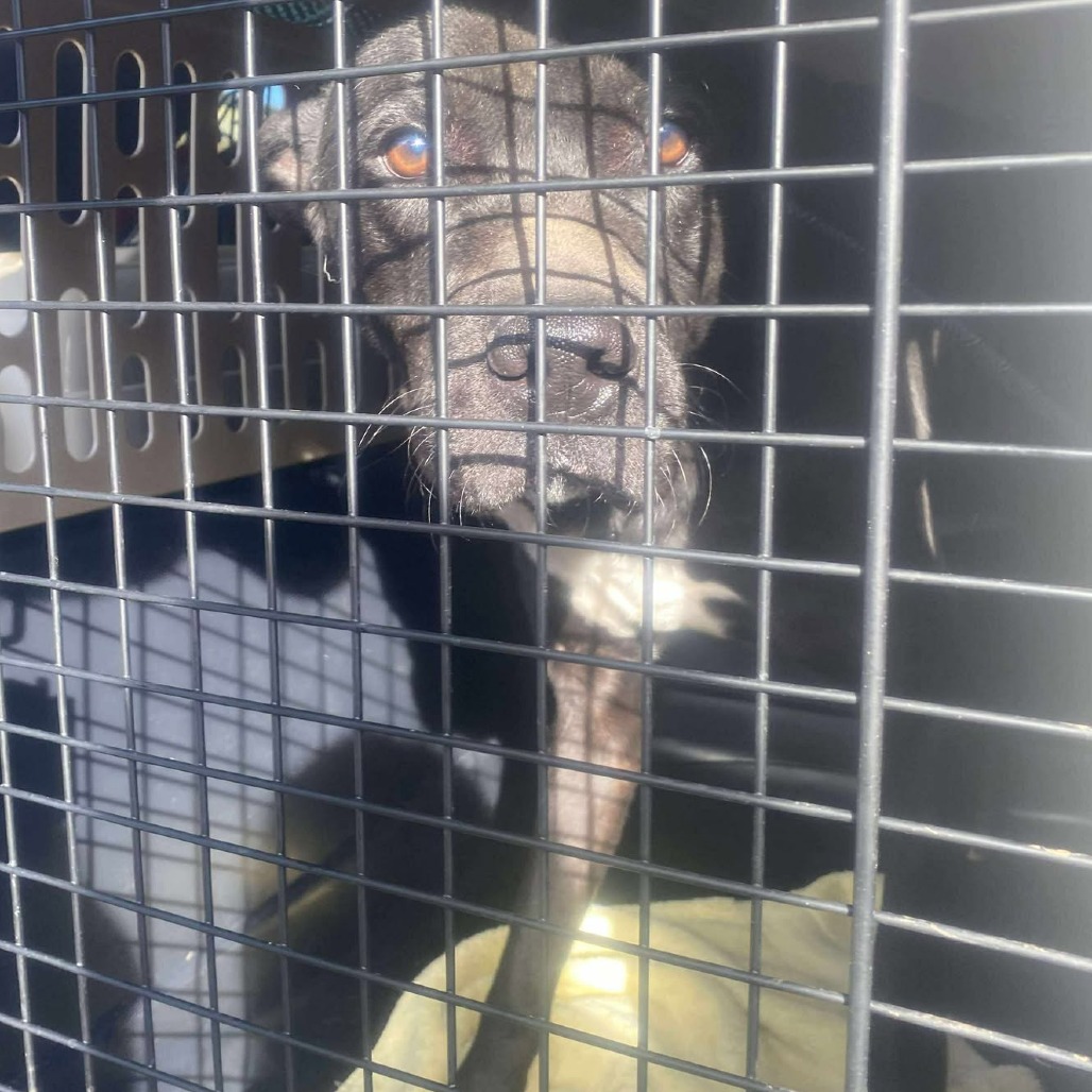 Sigmund (Jax) — thumbnail 2