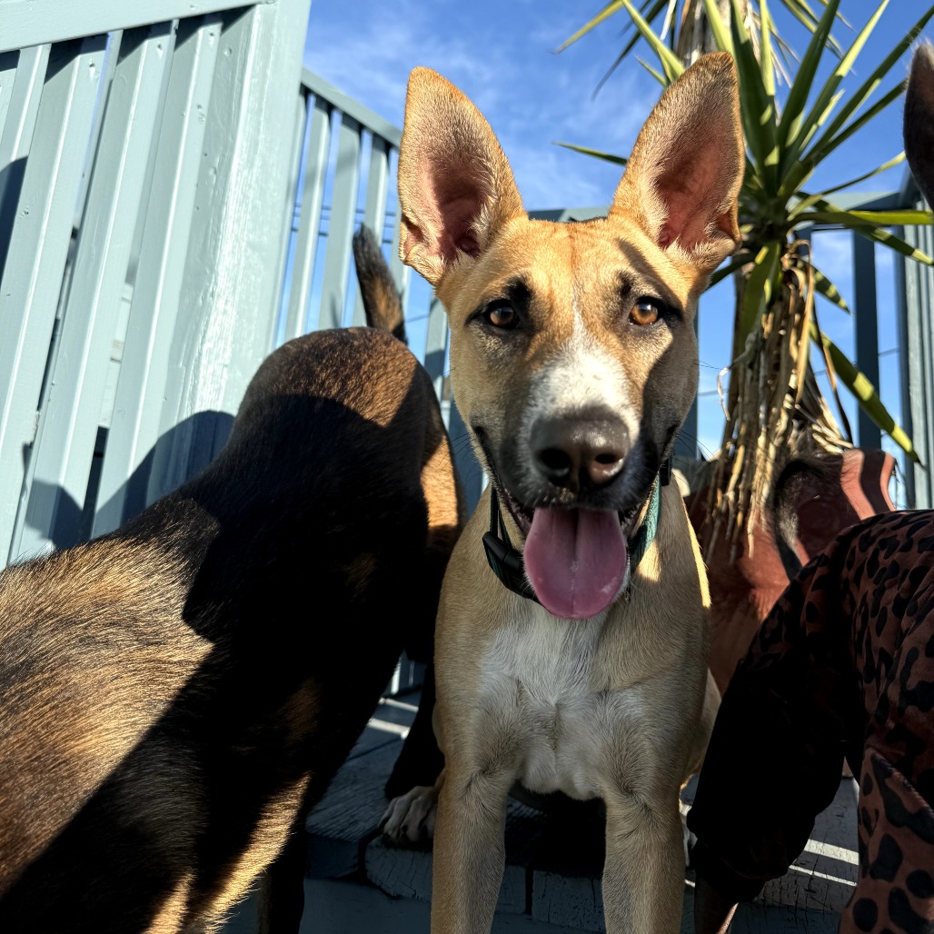 Maya — thumbnail 2