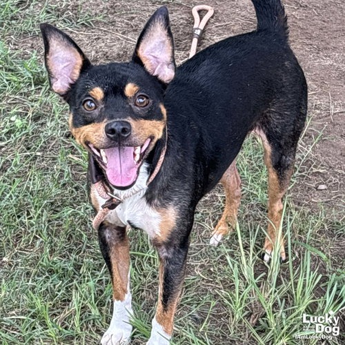 PONCHI - Pinscher, Miniature / Mix available for adoption