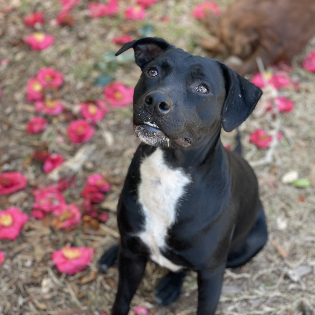 Tia (waiting for 1 1/2 years), photo 8