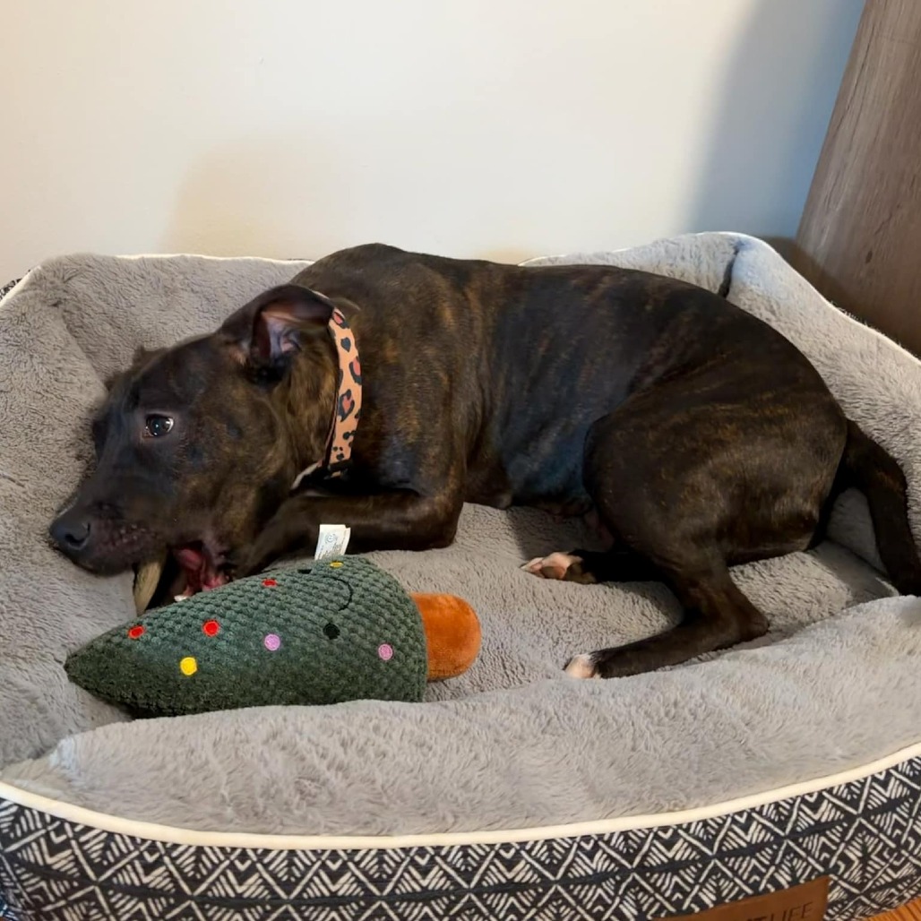 Lovebug — thumbnail 3