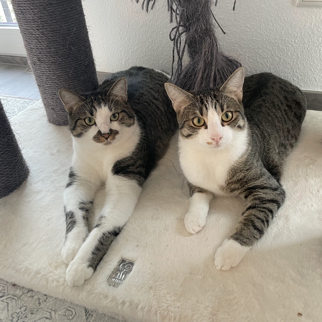 Findus - Domestic Shorthair