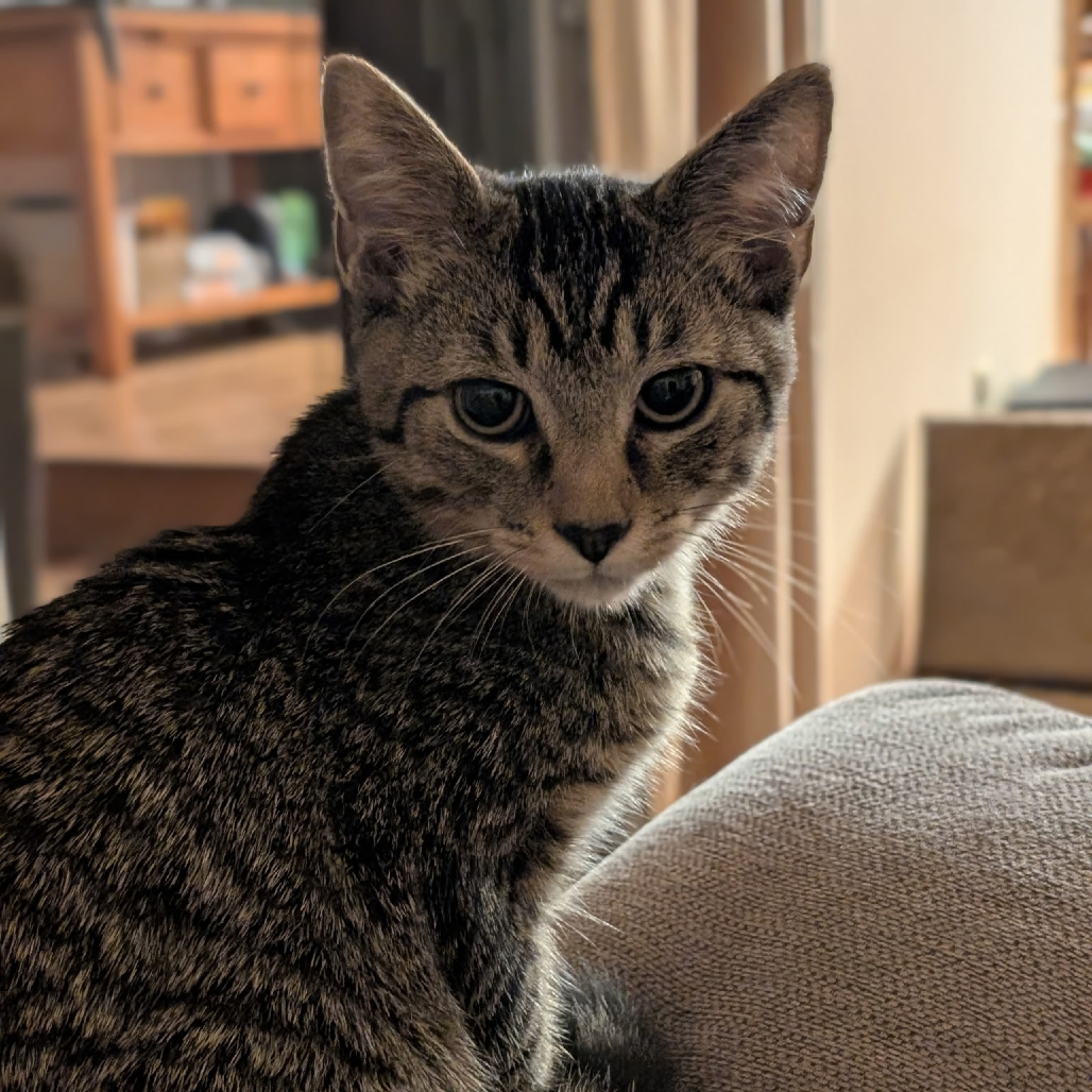 Milo, photo 4