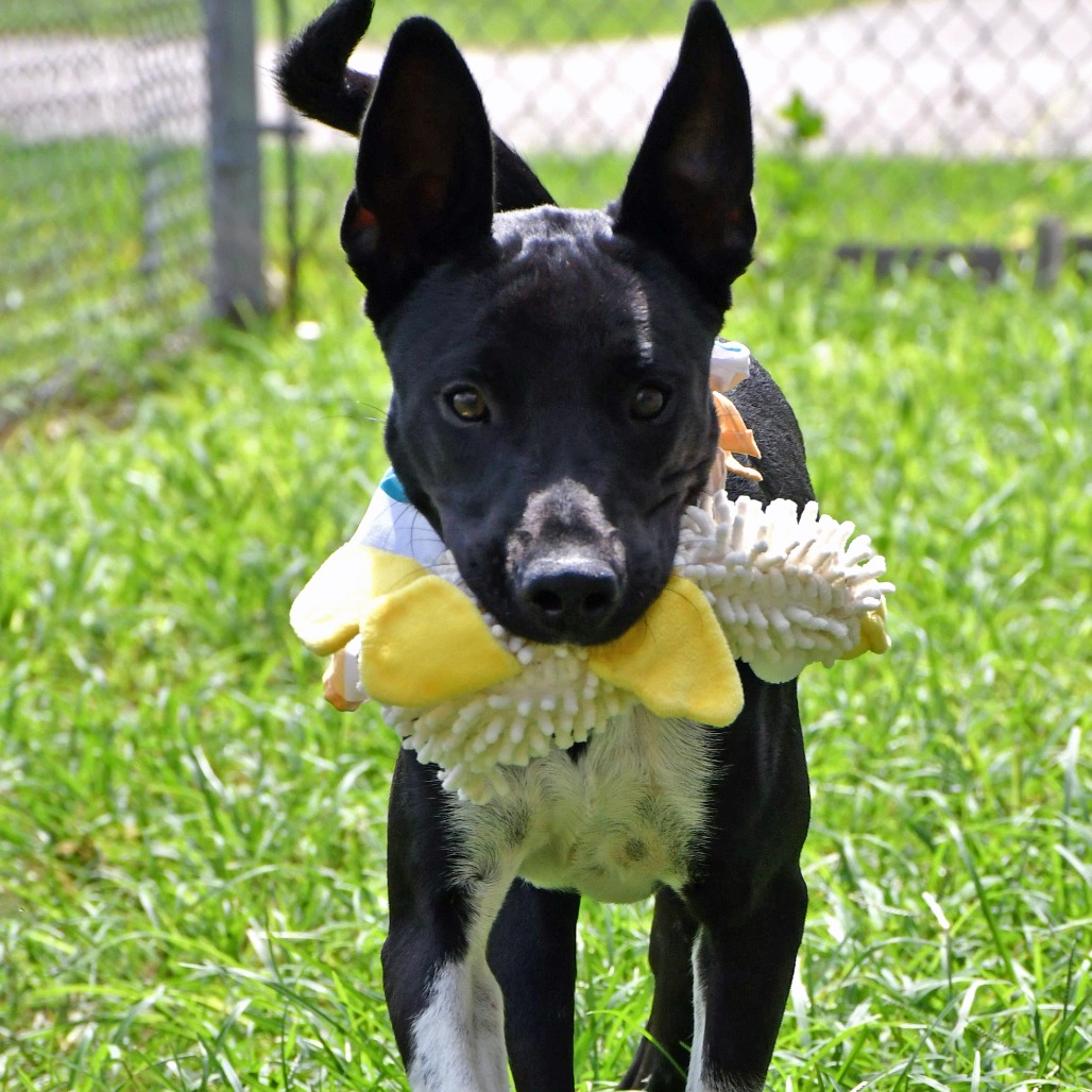 FRANK - Shepherd / Mix available for adoption