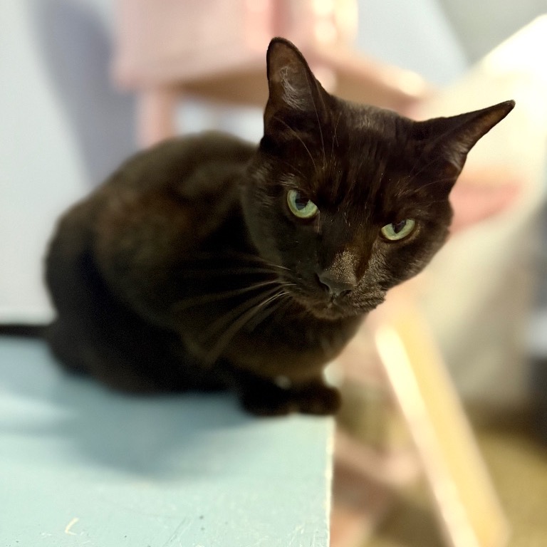 Close-up photo of Bagheera