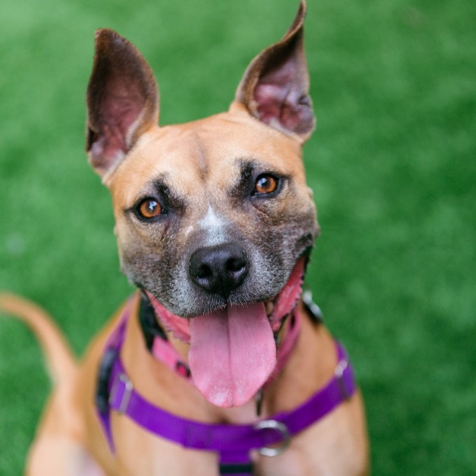 Another portrait of Sammy